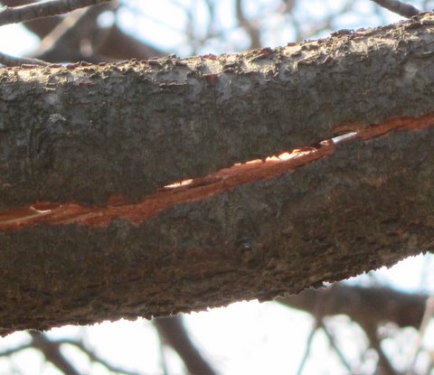 plum february branches limb split