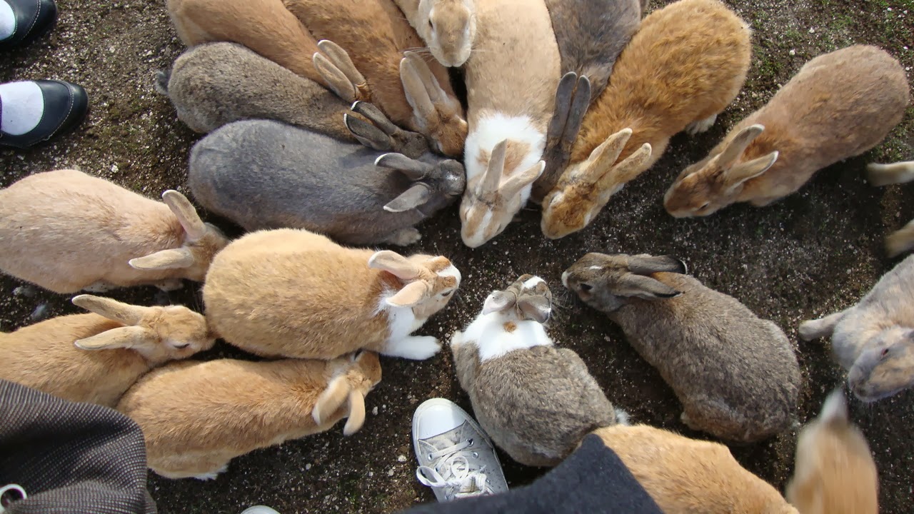 Travel Trip Journey Rabbit Island Ōkunoshima Japan