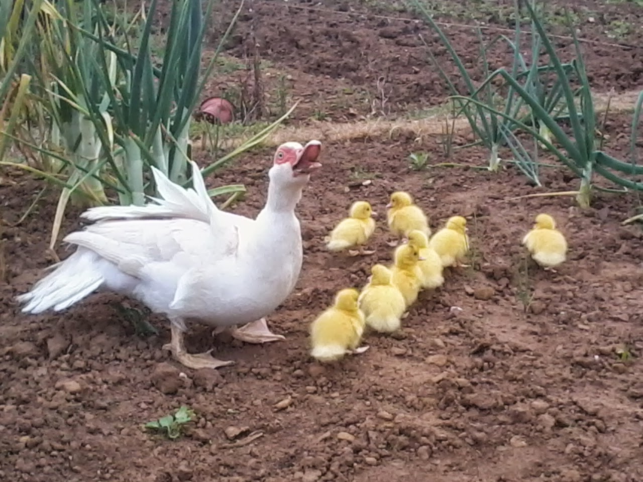 ducks and ducklings on allotments and ponds
