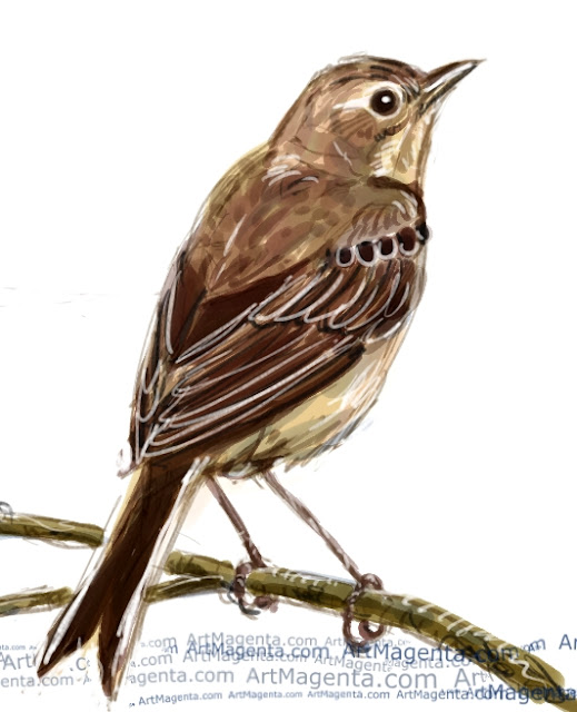 Tawny pipit sketch painting. Bird art drawing by illustrator Artmagenta