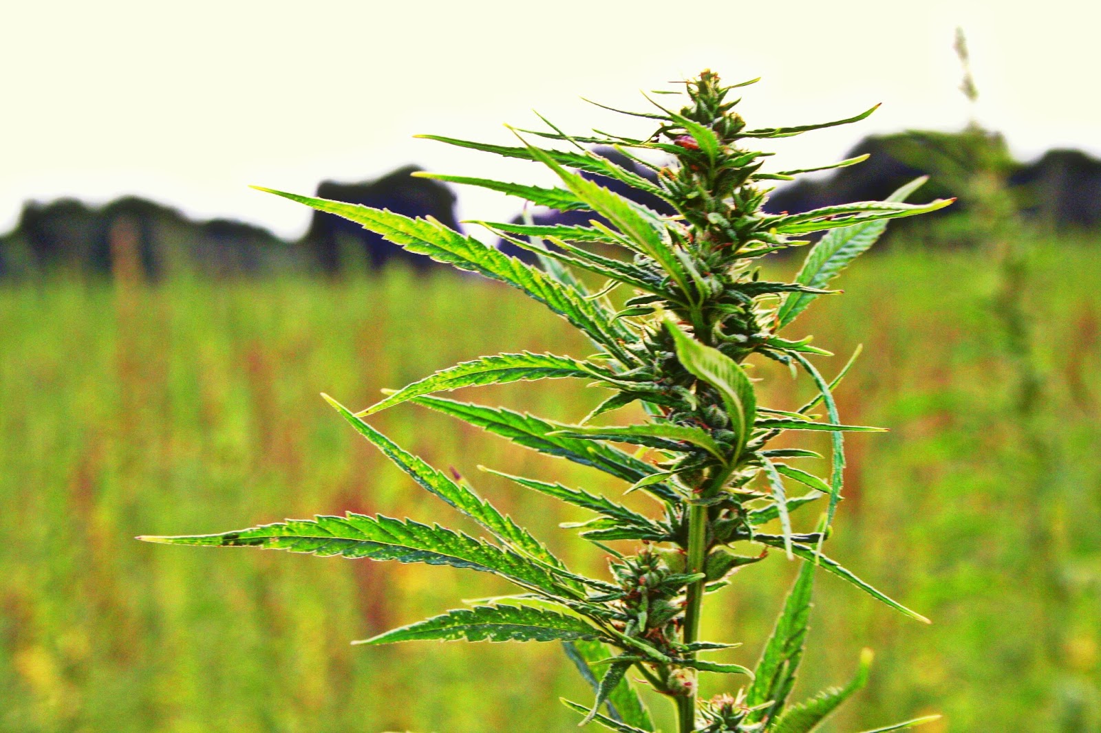 LA CANAPA A SERRANOVA