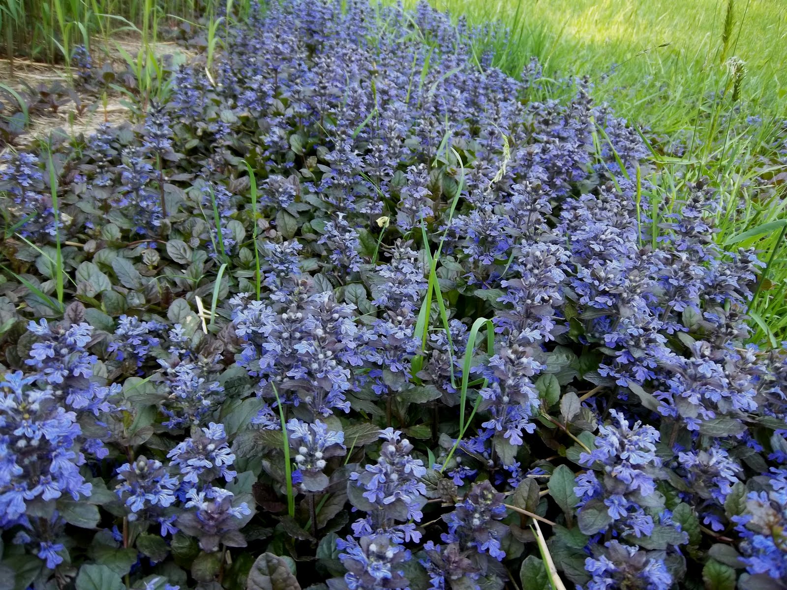 Transplanting Ajuga for Ground Cover A Wet Yard