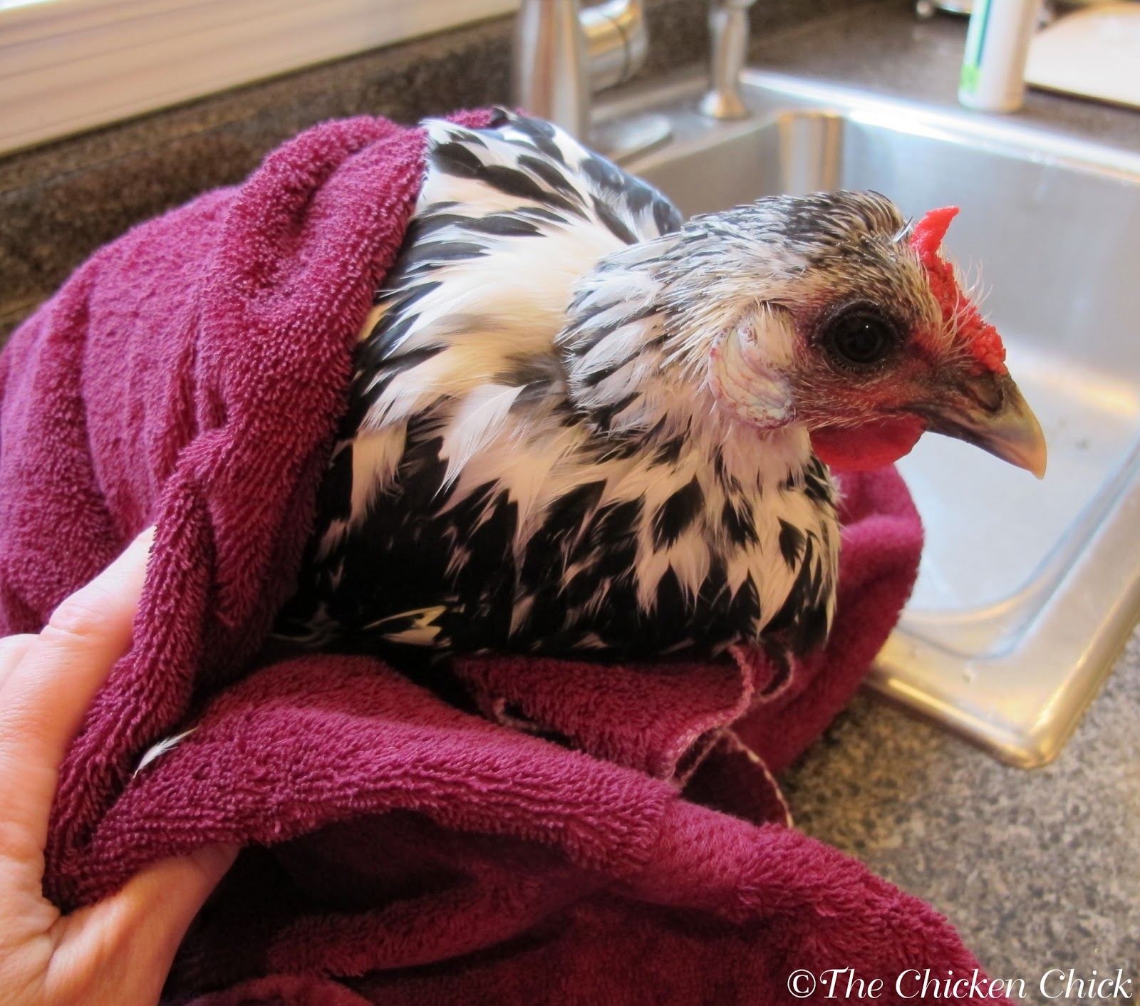 How To Clean Eggs From Backyard Chickens at David Bowen blog