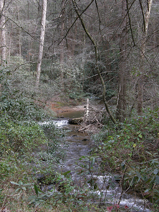 Anybody Seen My Focus? Early Spring Wildflowers At Boggs Creek