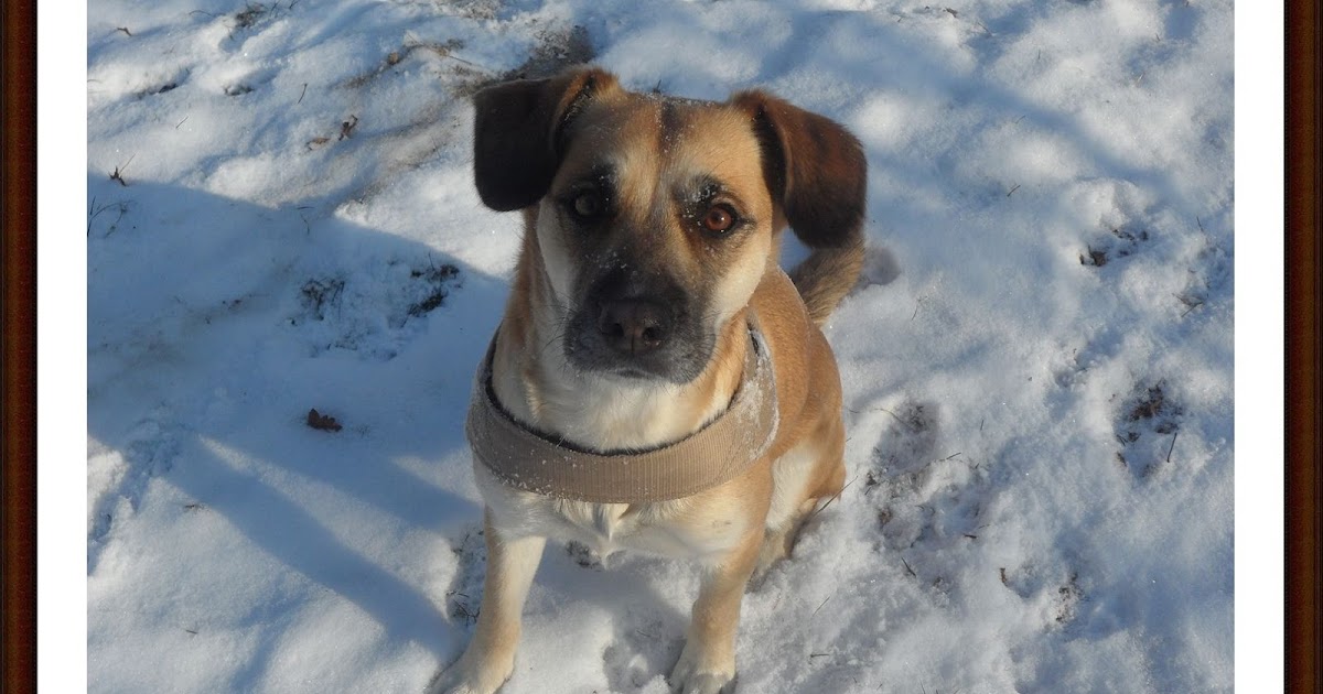 Vegane und rohe Köstlichkeiten Veganes Rezept für den Hund Nudeln
