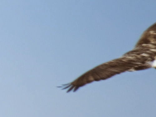 rough legged hawk