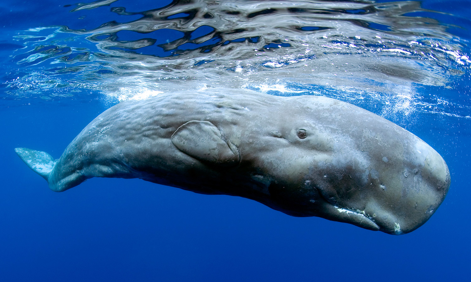 Site, with Dauphin island sperm whale photo question Final, sorry, Dauphin island sperm whale photo very