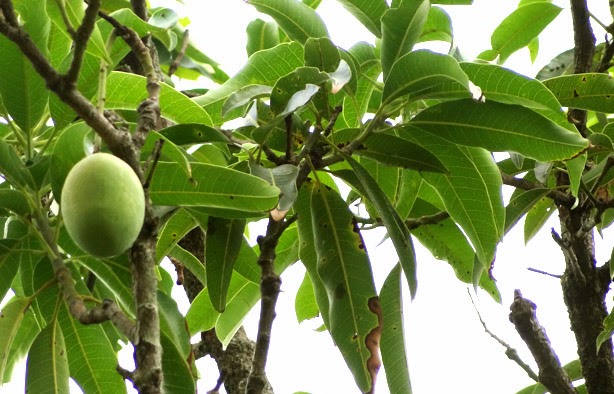 Mango tree in Bhandardara