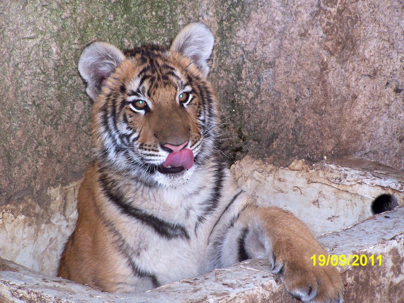 La tigresa Bindi