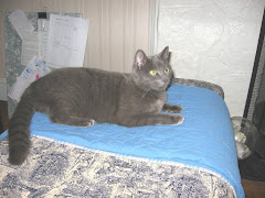 My Cat Likes Quilts