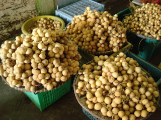 budidaya duku budidaya duku palembang