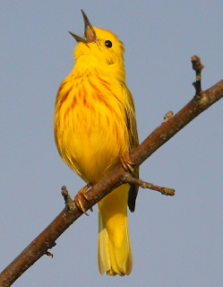 Yellow warbler bird song Yellow warbler bird song