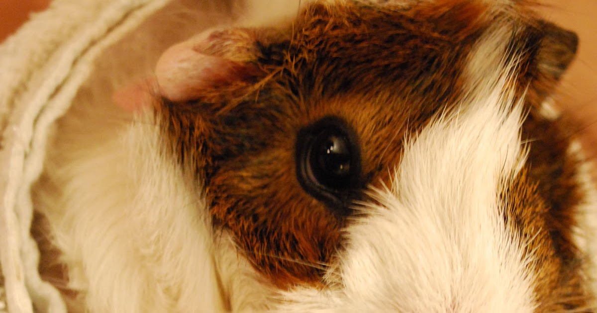 Cali Cavy Collective a blog about all things guinea pig All wrapped