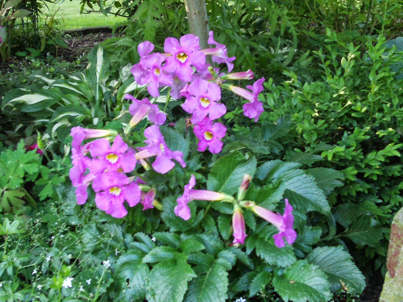 Blühender Farn (Incarvillea ) Gartenelfe