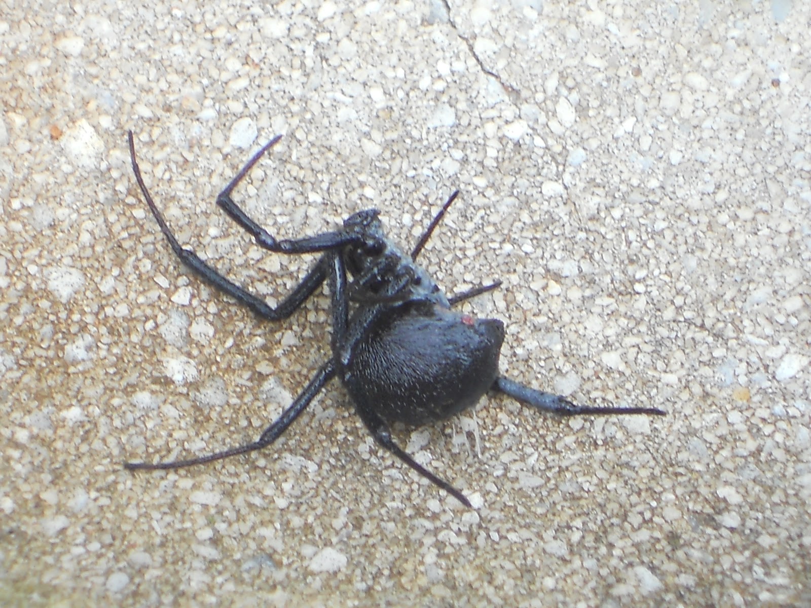 The Five of Us Spider Hunting