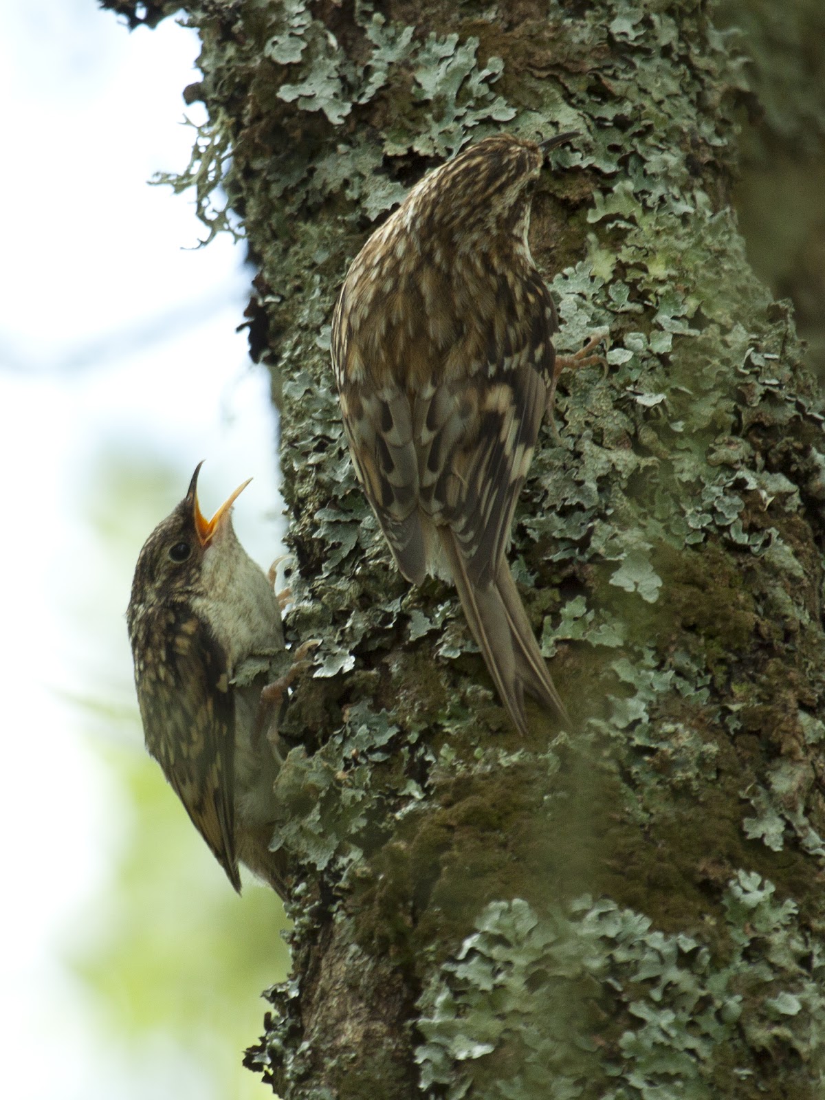 Sharpes birds Tree Creeper