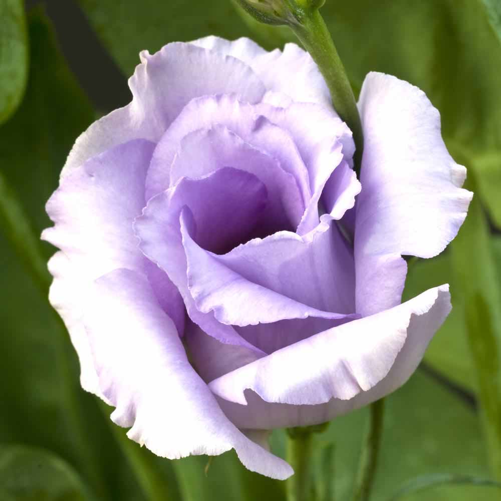 Flower Homes Summer Flower Lisianthus
