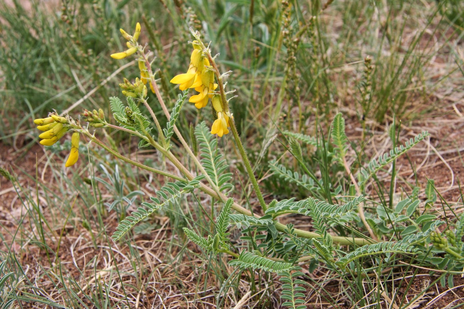 Blog da Comunidade Solaris Astragalus Membranaceus, a planta medicinal