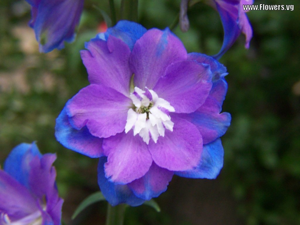 purplish flowers