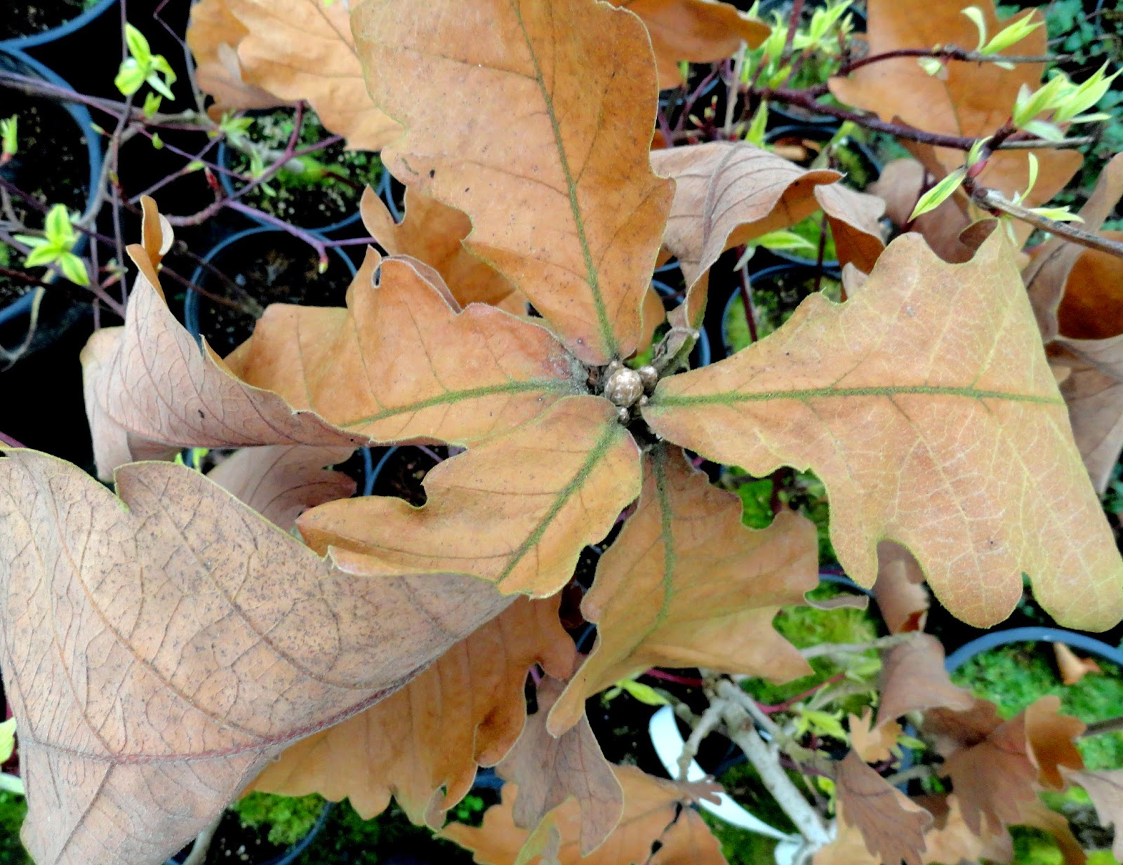 Plants Are The Strangest People 2012