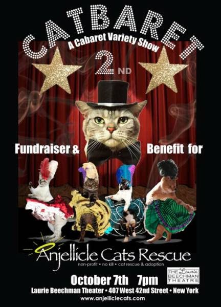 Anjellicle Cats Adoption Anjellicle Cats Adoption