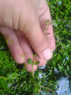 Freshwater Aquarium Plants for Sale Freshwater Aquarium Plants for Sale