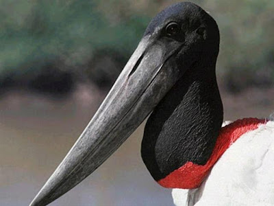 Tuiuiu observação de aves selvagens no Pantanal