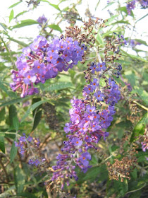 Growing Greener In The Pacific Northwest Buddleia Progress Report
