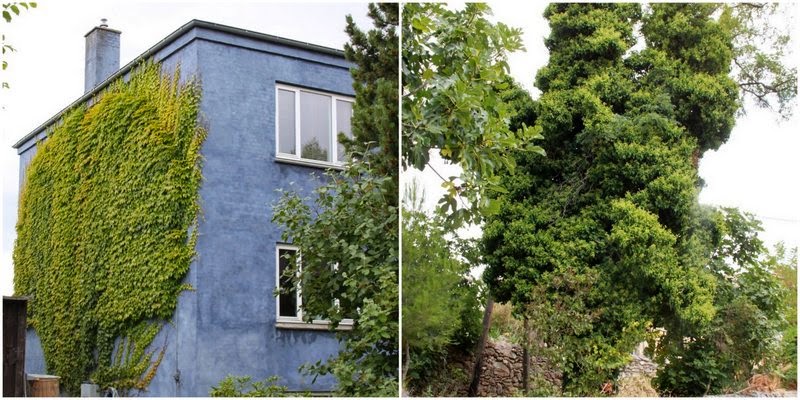 Efeu, hedera Efeu, hedera