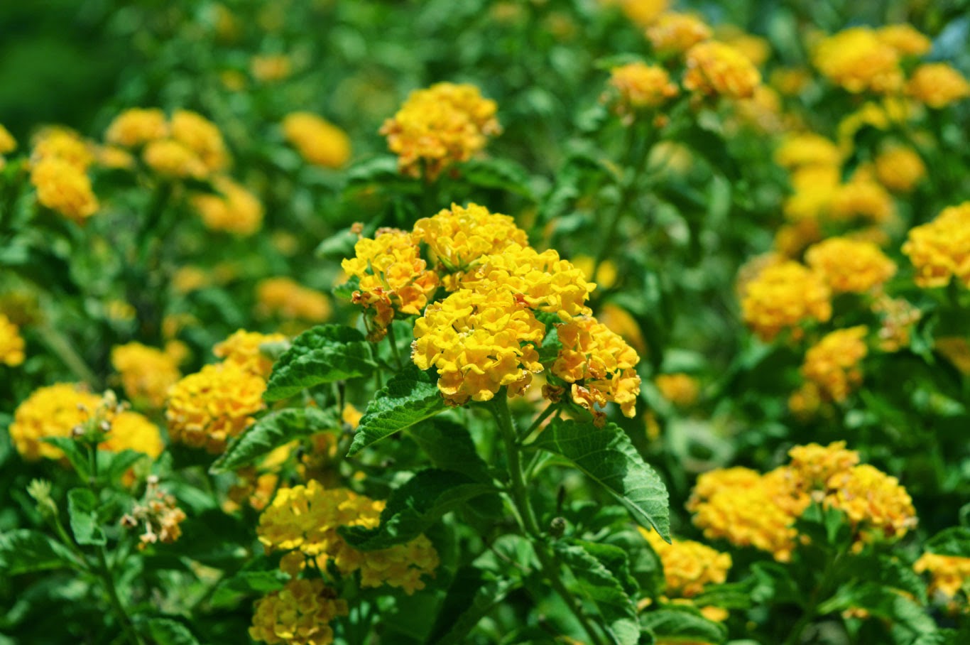 sanjay photo world july 2014 flower background images for photoshop