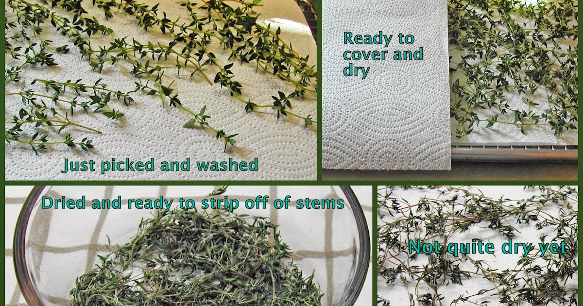 The Iowa Housewife Drying Thyme