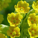 http://wild-flowers-of-europe.blogspot.nl/2014/11/primula-veris.html