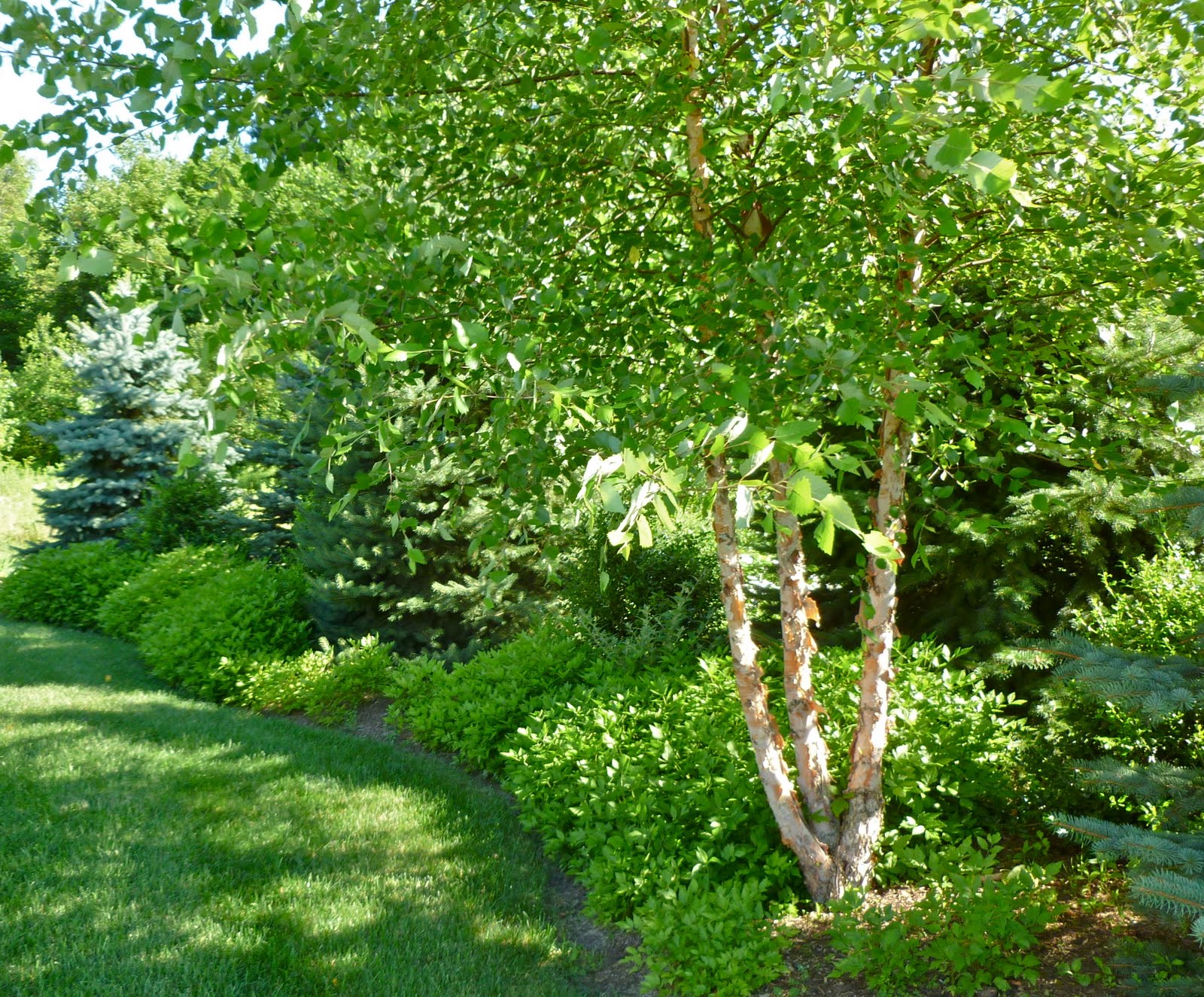 Plant Inventory at 20 Timothy Betula nigra / River Birch