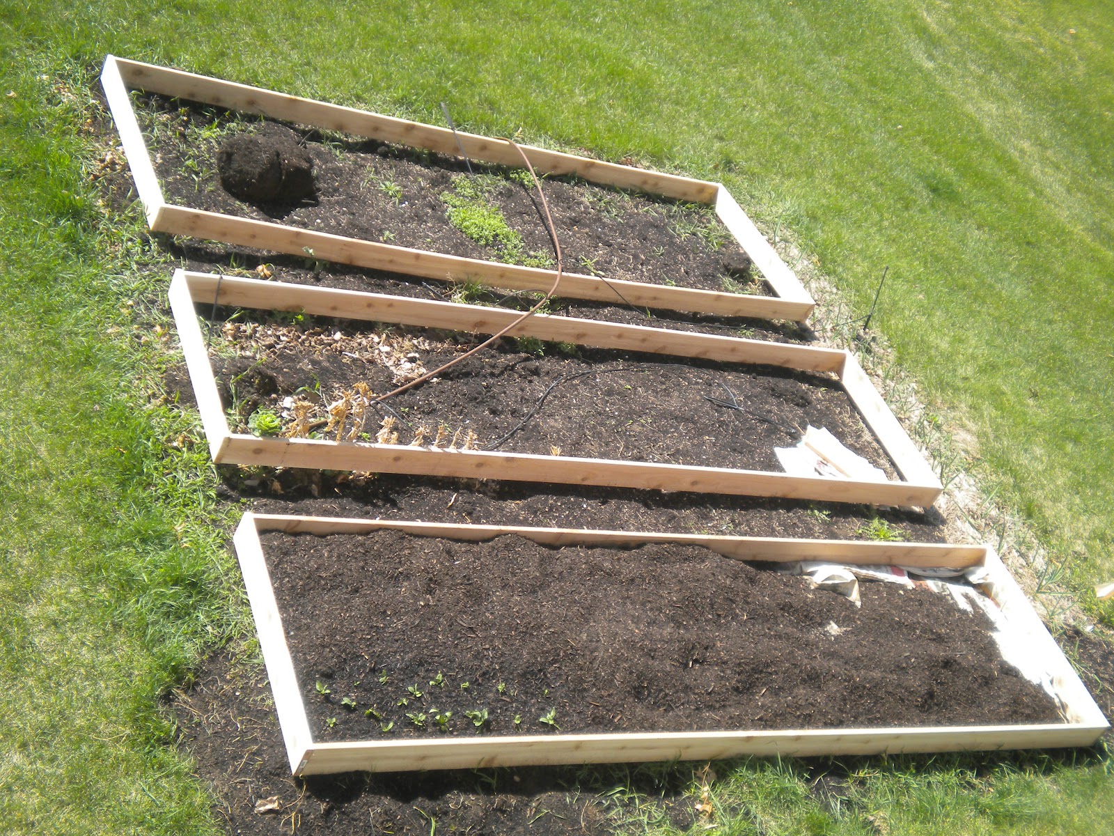 Welcome to My Random Garden: A new gardening season - 2012!!