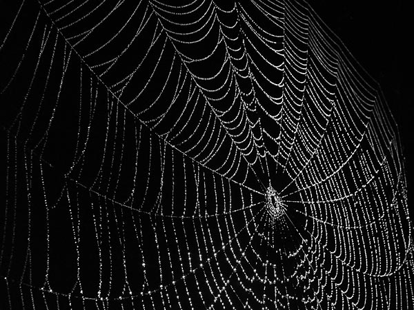 web and spider