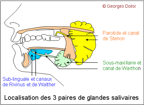 Glande Salivaire