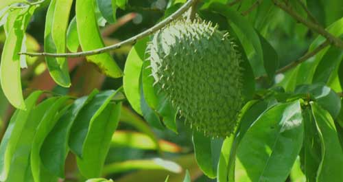 Manfaat Daun Sirsak Manfaat Daun Sirsak