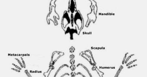 Owl Pellet Skeleton Reconstruction Chart