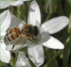 لقطة لنحلة