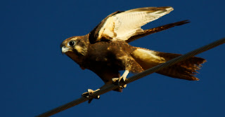 peregrine falcon identification peregrine falcon identification