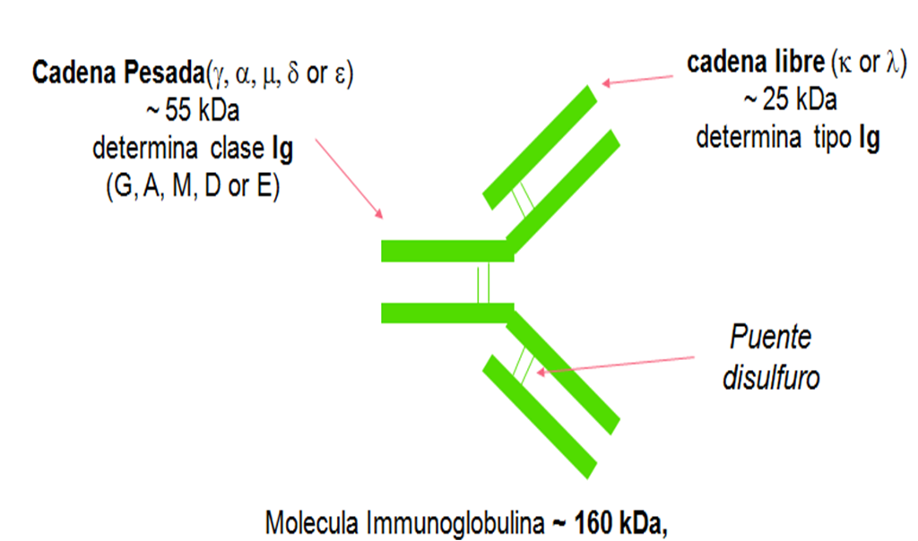 cadenas kappa lambda especialistarepremed investigacion de componente monoclonal cadenas kappa lambda especialistarepremed investigacion de componente monoclonal