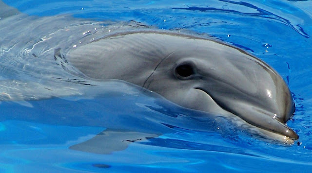 curiosidades-del-mundo-animal-delfines.jpg