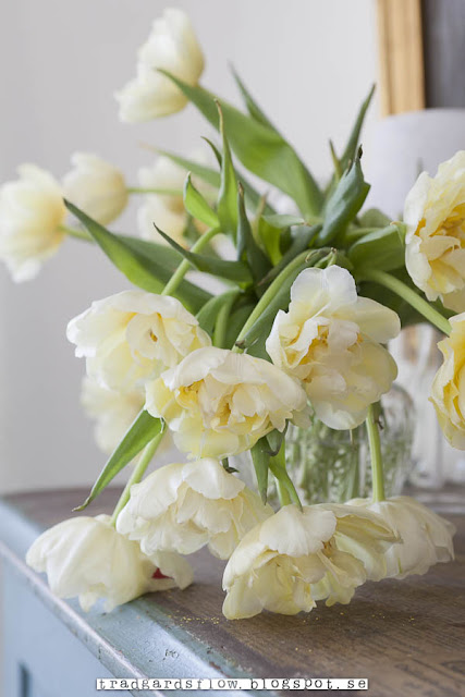 tulipes blanches-Trädgardsflow via Nat et nature