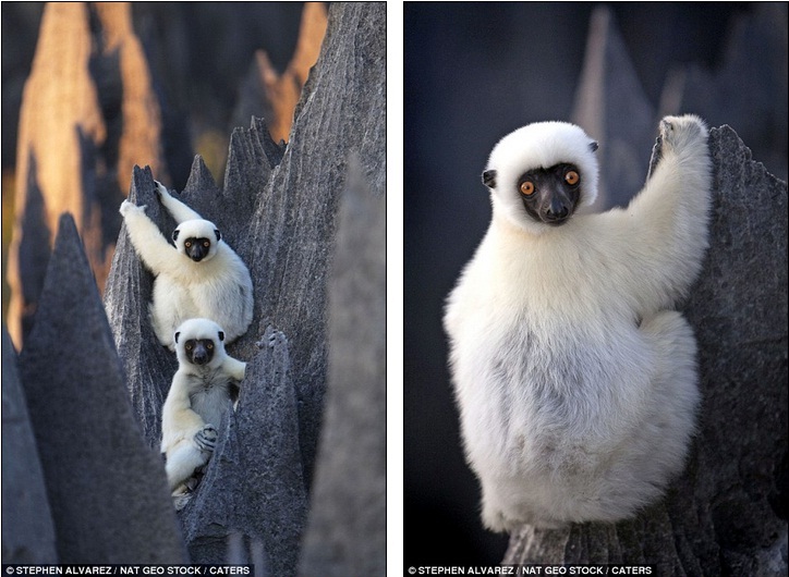 The animal zone Life on the edge Inside the world's largest STONE