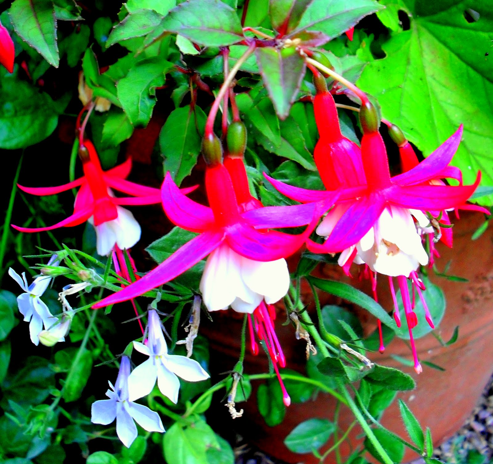 T h e R o s e b a n k D i a r i e s: Fabulous Fuschias