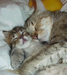 Kitten Hugging