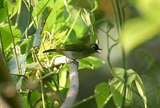 Burung Pleci Gambar Burung Pleci