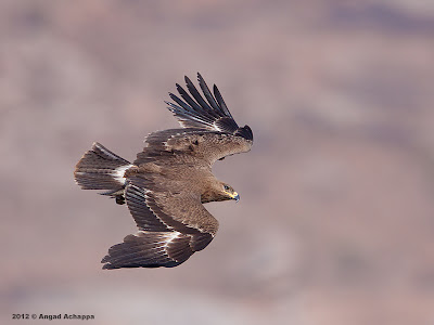 Tawny Eagle in flight