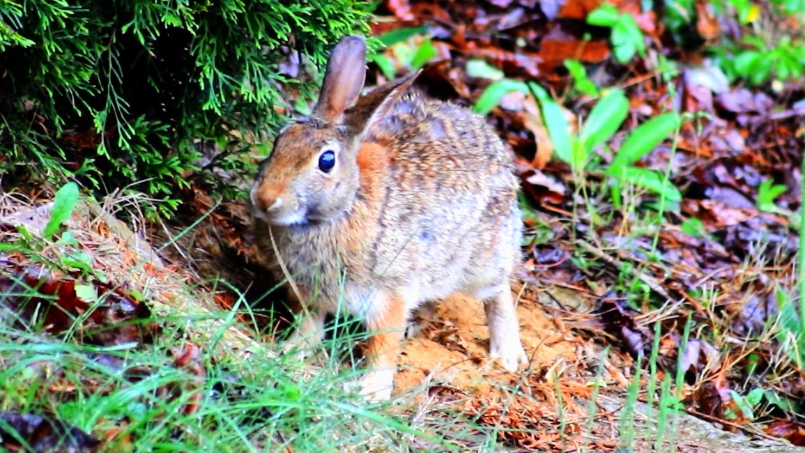Backyard Birding....and Nature Relaxing Nature Meditation Rabbit in