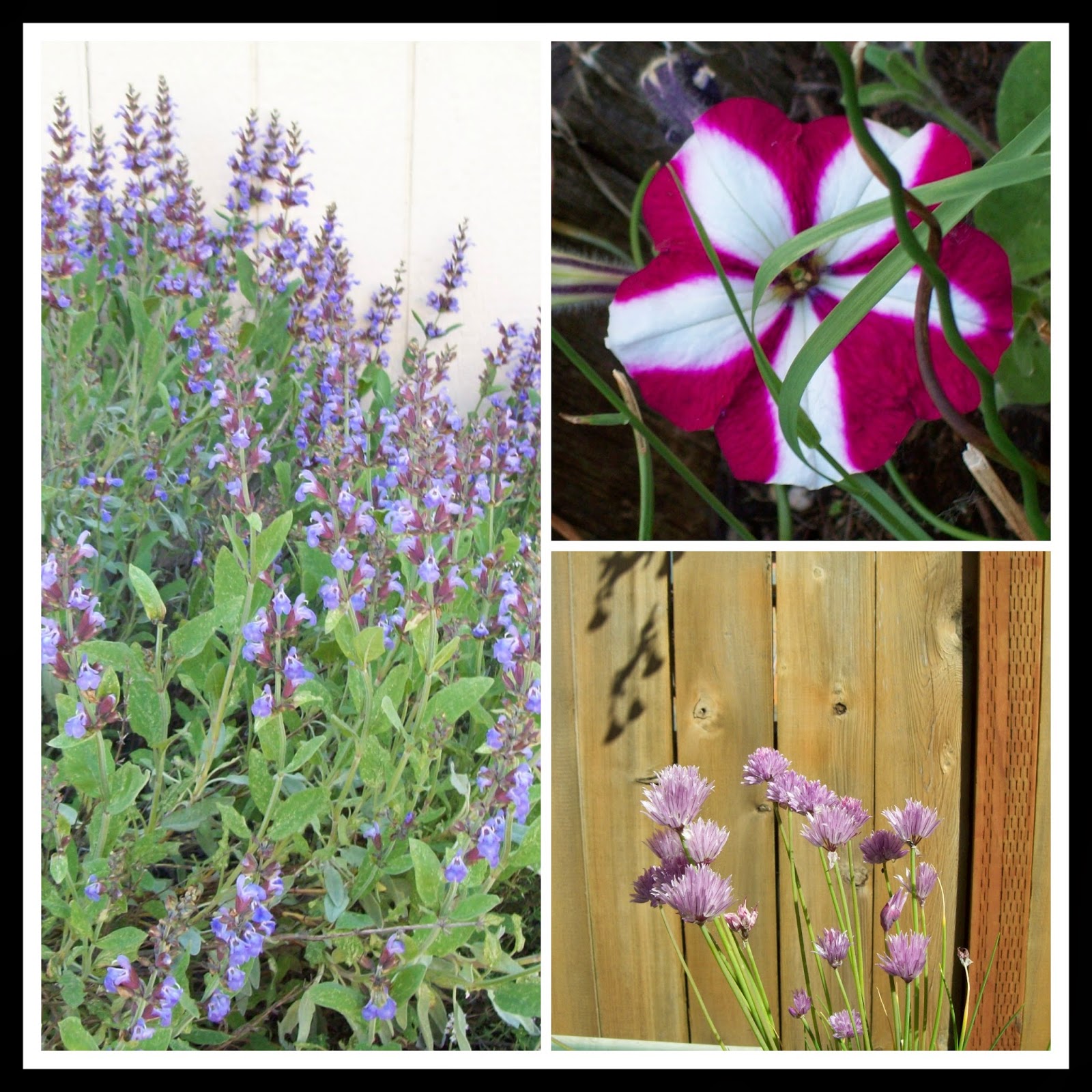 April's Homemaking Garden Journal Late May Garden